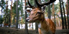 csm_hirsch-555463_1920_1927dc0ecc